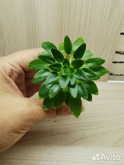 Фиалка ле-Принцесса Лея