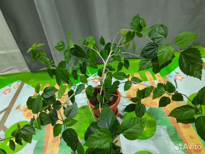 Китайская роза