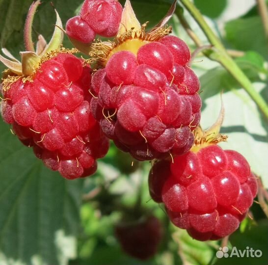 Саженцы малины бесшипной высокойрожайной