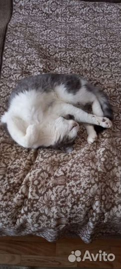 Коты в добрые руки