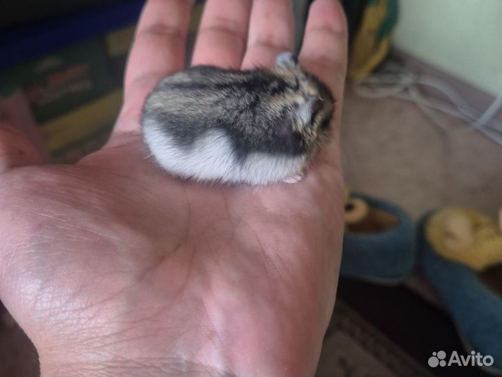 Джунгарский хомяк бесплатно