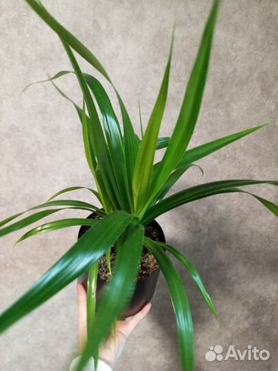 Панданус зелёный 2 шт в горшке 1.5 л