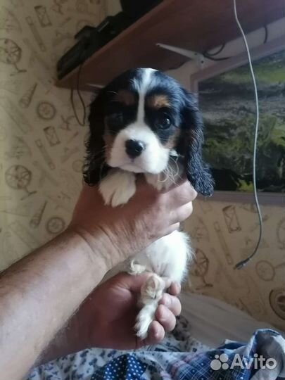 Девочка кавалерушка