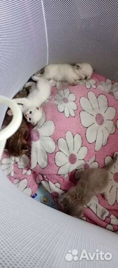 Британские котята