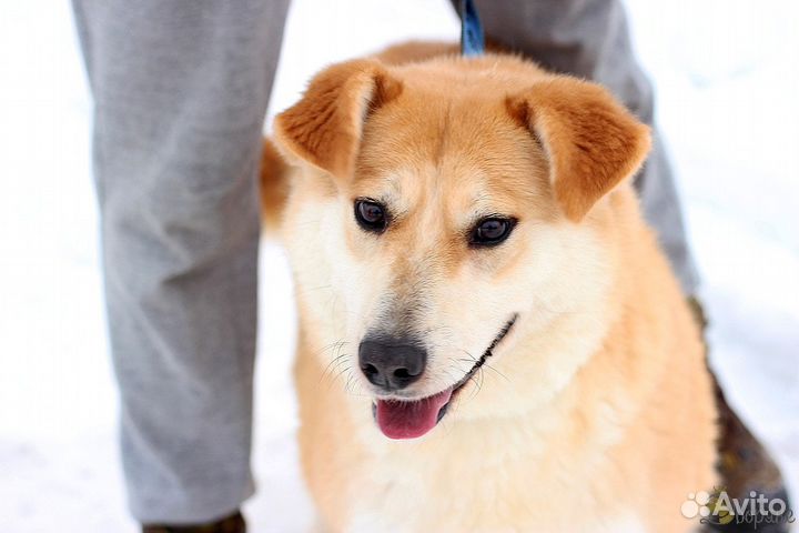 Собака-улыбака