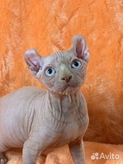 Малыши - эльфята