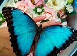 Цветочные композиции С бабочками