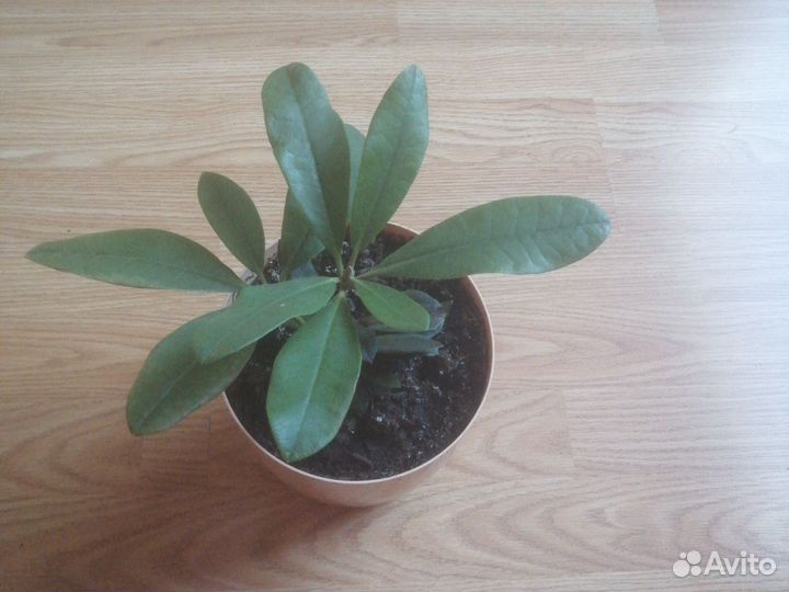 Рододендрон