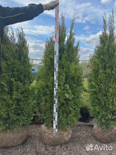 Туя Смарагд