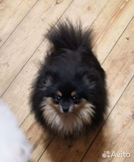 Шпиц девочка-неженка