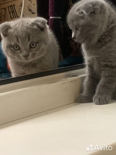 Британские вислоухие котята