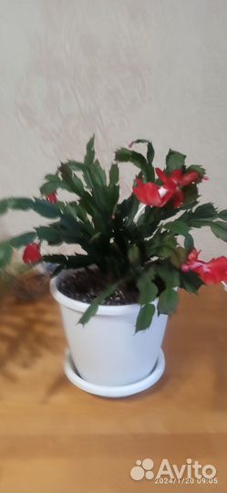 Продам цветы в горшках. Декабрист, фиалка