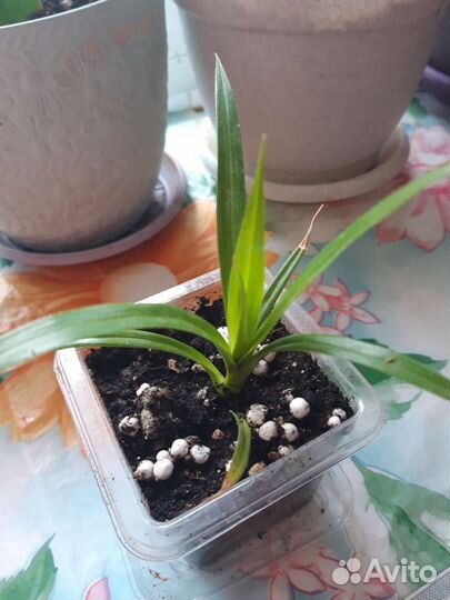 Пальма драцена