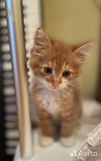 Солнечный Симба ищет дом