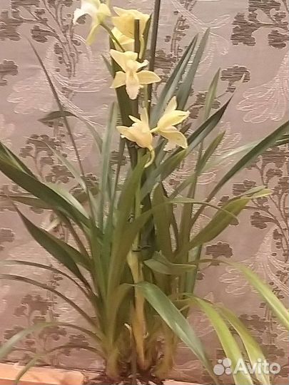 Цимбидиум лимонное цветение,крупный куст 60 см