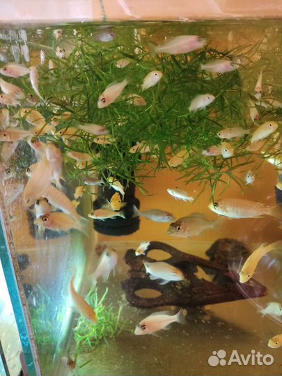 Рыбки цихлиды и гуппи