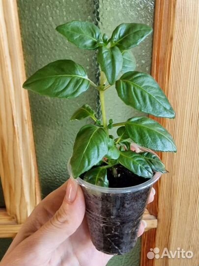 Фуксия растение