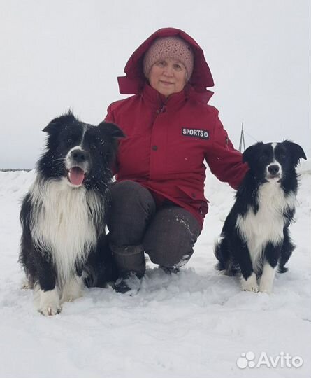 Дрессировка собак