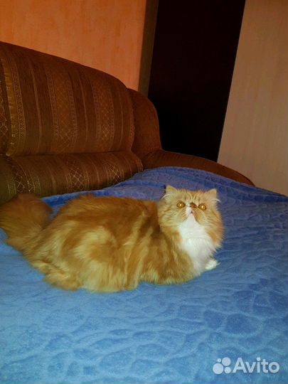 Котик для вязки