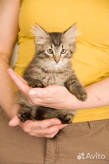 Котенок с пушистыми ушами ищет дом