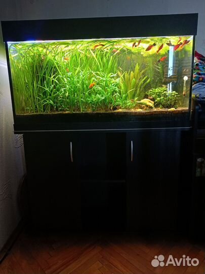 Аквариум 200л с тумбой