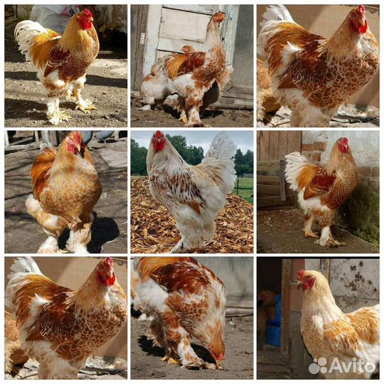 Брама белое золото