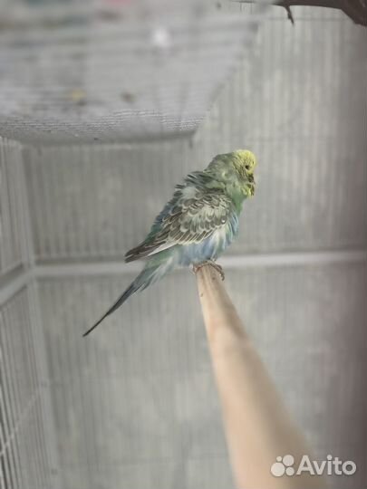 Волнистый попугай ввп чех