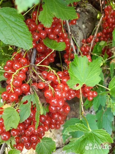 Сирень, цветы,спирея,на заказ