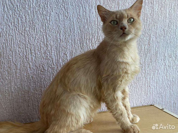 Котикбесплатно