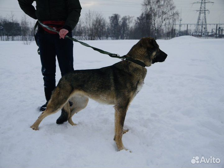 Тедди ждет семью