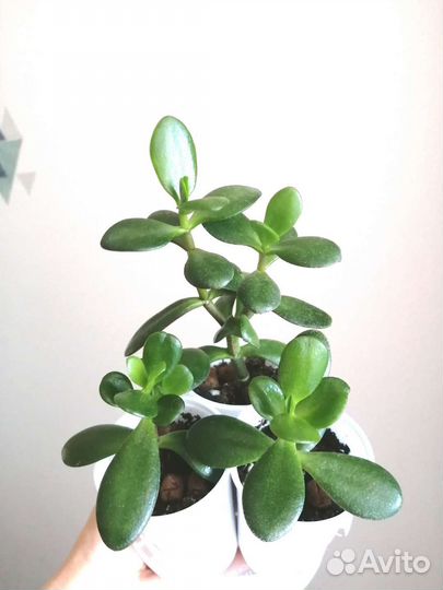 Денежное дерево, толстянка