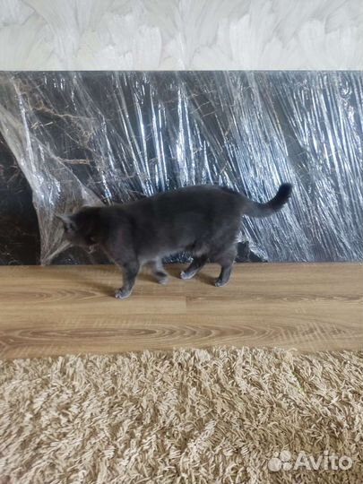 Кухонный фартук из мдф