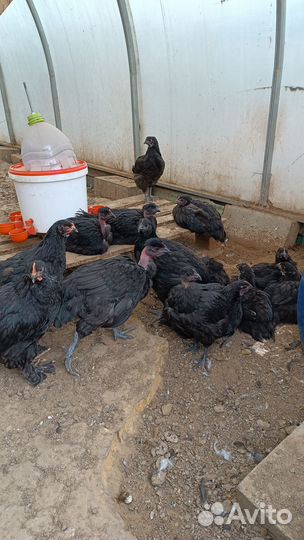 Куры ухейилюй брама голошейные Джерсийский гигант