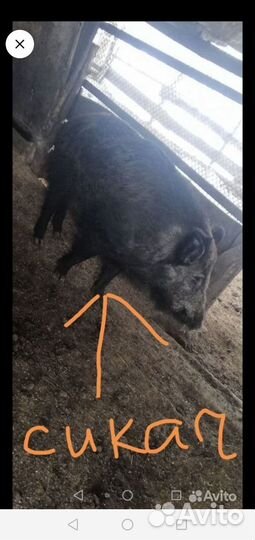 Свиноматка