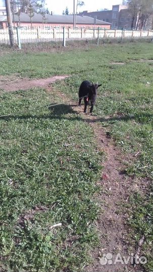 Продаются козы