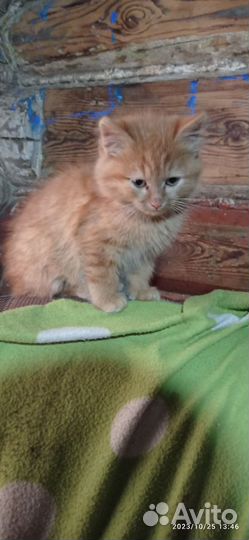 Кот. Молодой