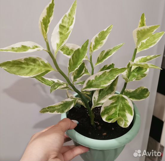 Педилантус