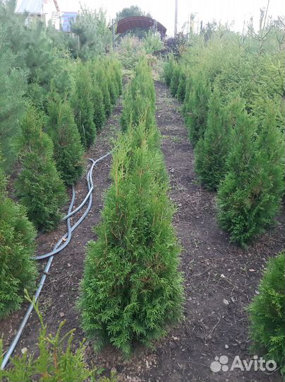 Туя западная смарагд саженцы