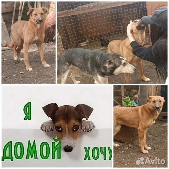 Собака Цуня
