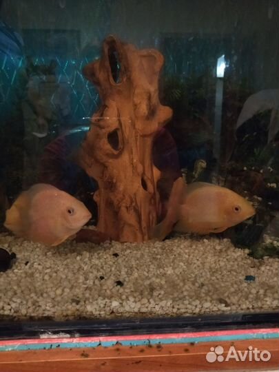 Аквариум с тумбой бу