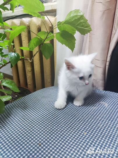 Белый котик