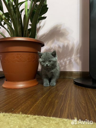 Британская