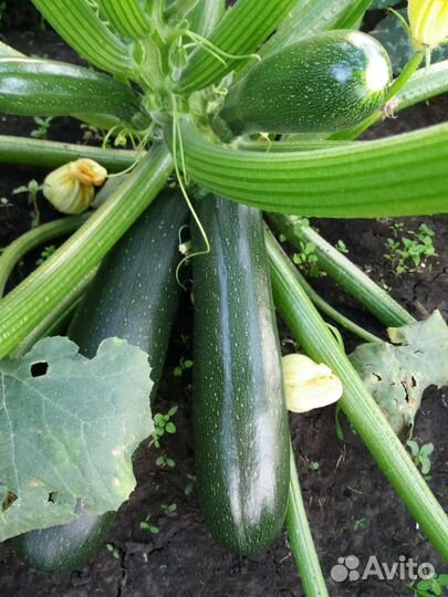 Кабачки Сегодня Помидоры