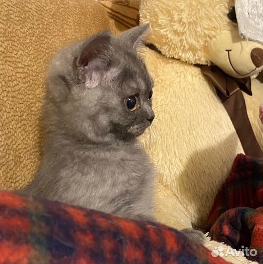 Кошка в дар бесплатно