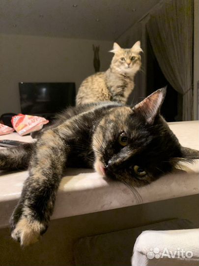 Передержка кошек