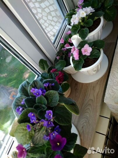 Листочки фиалки