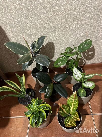 Комнатные цветы