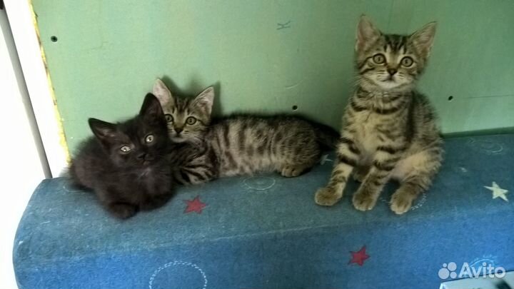 Котят в надежные руки