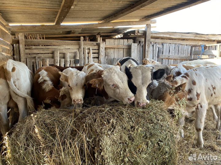 Быки -Бычки. крс