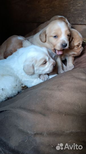 Русский спаниель